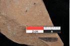 Foto (Detailansicht) von Pinus palaeostrobus Ettingshausen (NHMW-GEO-2024-0188-0207)